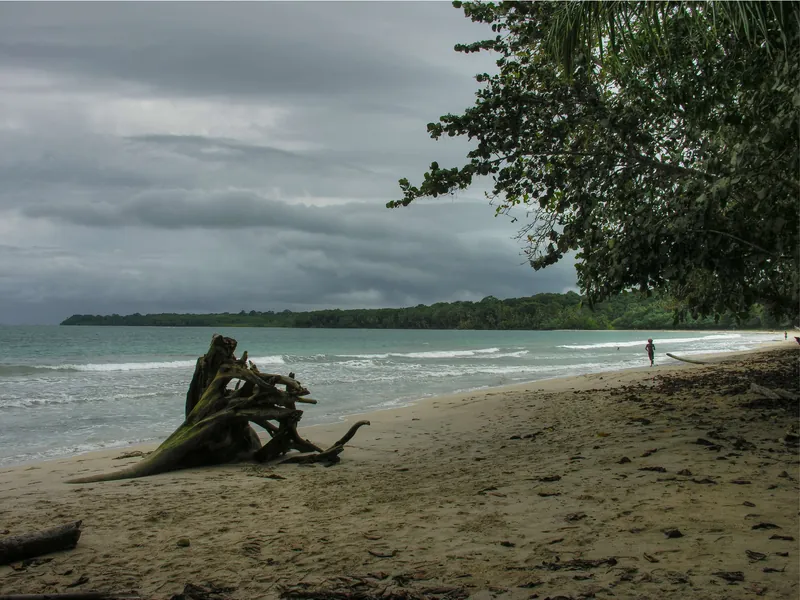 Troncos en la playa de Cahuita