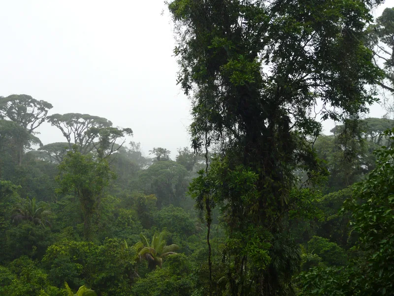 Bosque nuboso en Braulio Carrillo