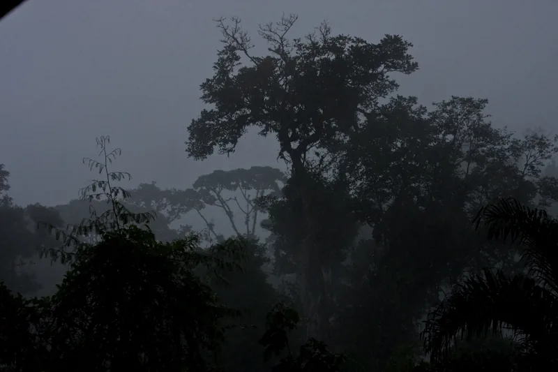 Neblina sobre el bosque de Braulio Carrillo