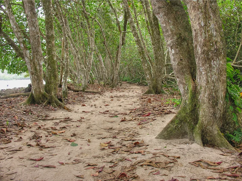 A forest trail along the shore in Cahuita
