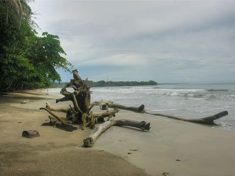 Driftwood on a Cahuita beach