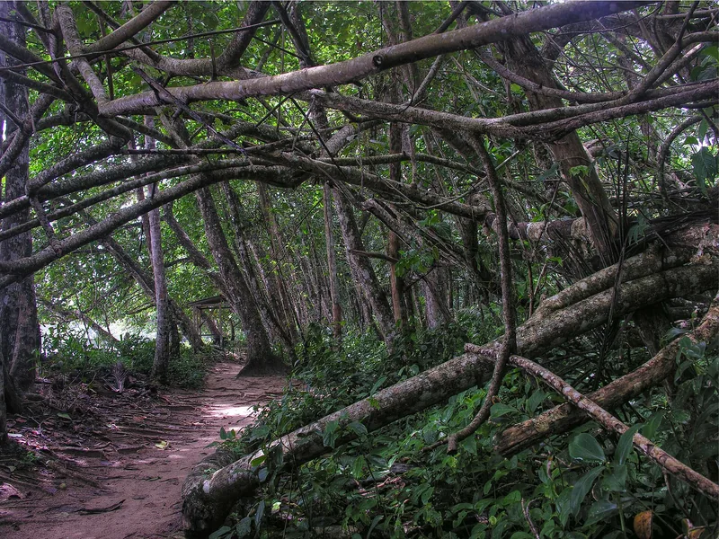 Roots and sand in the Cahuita forest