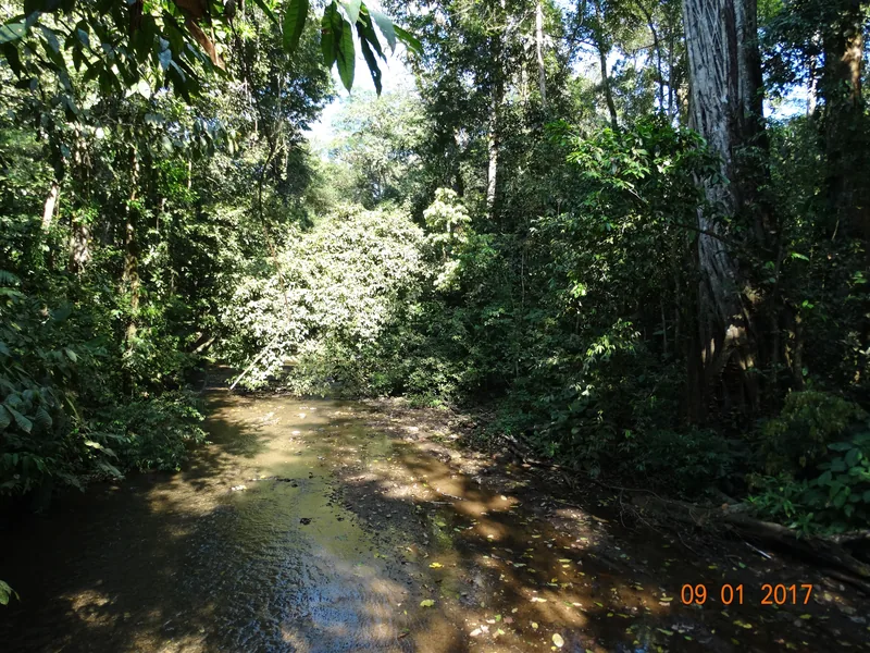 Un arroyo del bosque en Carara
