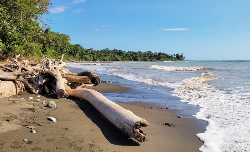 Troncos en la costa de Corcovado