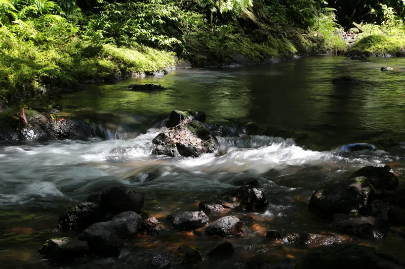 Un río del bosque en Corcovado