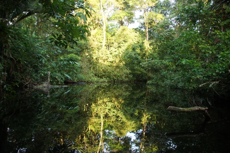 Un río tranquilo en el bosque de Corcovado