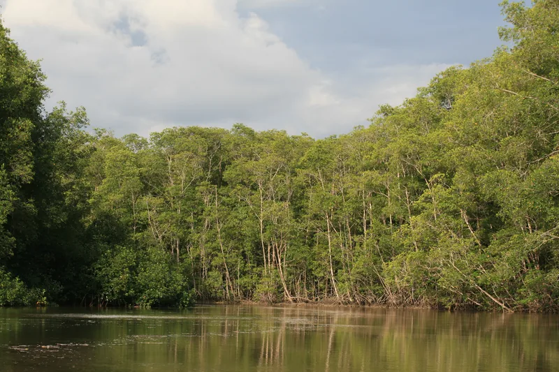 The mangrove swamp in Manuel Antonio