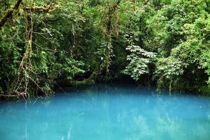 El Río Celeste entre el bosque del Tenorio