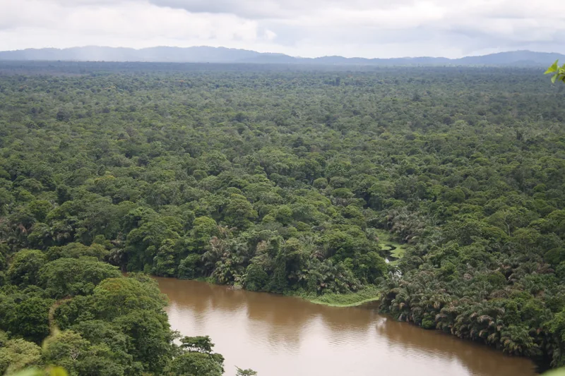 Palm swamp forest in Tortuguero National Park