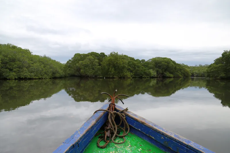 A mangrove boat tour at Las Baulas