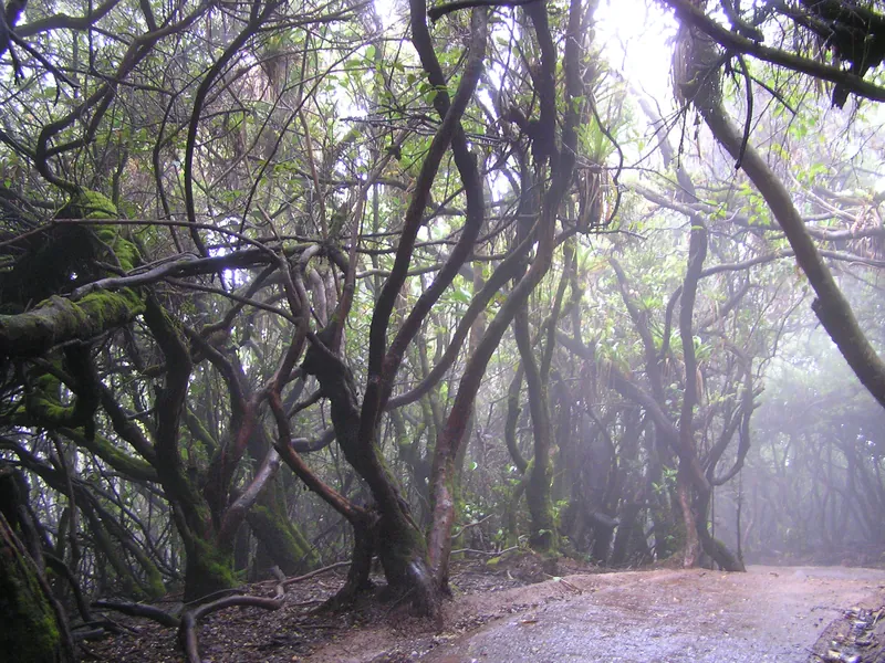 Cloud forest on the Poás trail