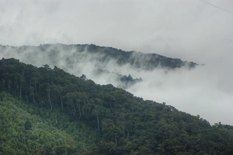 Laderas de bosque sobre San Gerardo