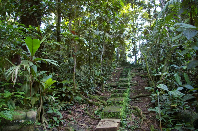 Bosque en La Selva, Sarapiquí
