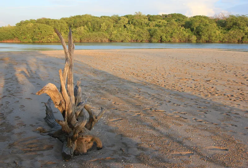 Troncos en el estero de Tamarindo