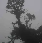 Parque Internacional La Amistad, Costa Rica